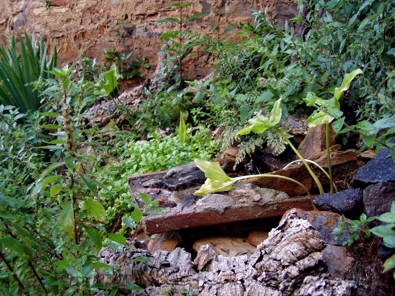 Il Laghetto del Centro di Entomologia - Piombino (LI)